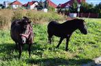 Zaskakujący widok w Kętrzynie. Niesforne kucyki wybiegły na ulicę [ZDJĘCIA]