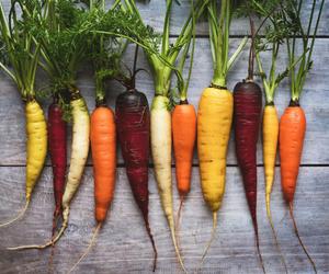 Tęczowe odmiany marchewki. Czy to GMO? Dowiedz się więcej o kolorowych marchewkach!