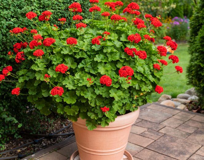 Pelargonia Calliope