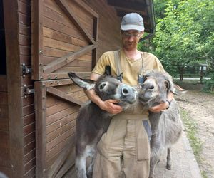 Mini ZOO w Lesznie ma nowych mieszkańców. To owce, konie i osioł [ZDJĘCIA]