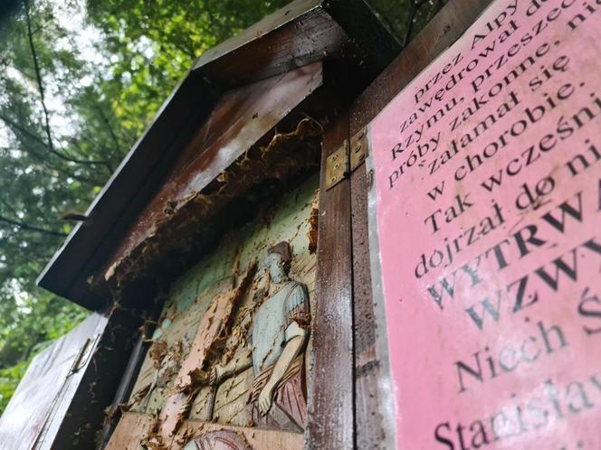 Szerszenie zaatakowały turystów