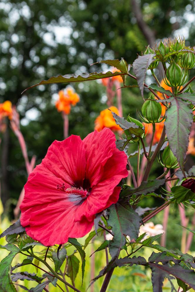 Hibiskus bagienny