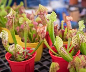 Sarracenia