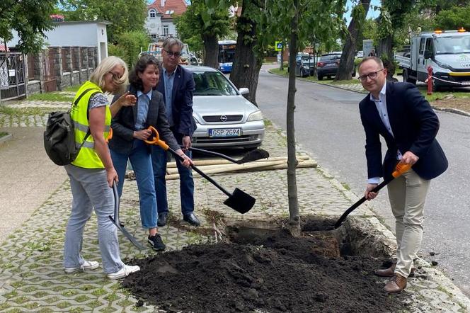 Nowe drzewa Sopot