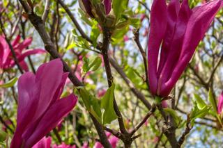 Owocniki magnolii [Porada eksperta]