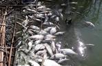 Martwe ryby na brzegu Jeziora Koskowickiego