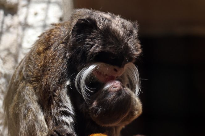 Tamaryna cesarska przyszła na świat w gdańskim zoo