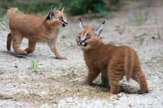 Zapraszamy do odwiedzenia razem z dziećmi najbardziej znanych czeskich zoo 