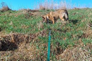 Wały nad Widawą we Wrocławiu. Idealne miejsce na wiosenny spacer we Wrocławiu. Tutaj zapomnisz o pracy