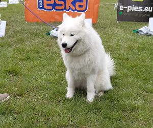 Tarnów stolicą sportów kynologicznych – VIII edycja Pies, Sport i Ty już za nami [ZDJĘCIA, AUDIO]