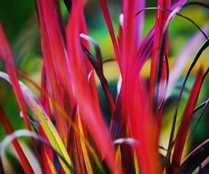 Imperata cylindryczna 'Red Baron'