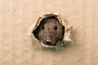 Tak powstaje hybryda szczura i myszy? Naukowcy wyhodowali szczurzo-mysie mózgi