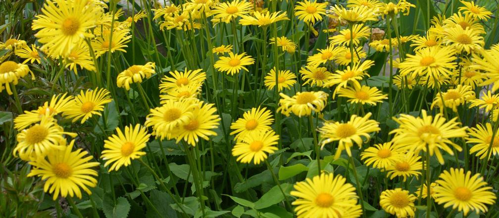 Lubisz żółte kwiaty ogrodowe? Te są najpiękniejsze
