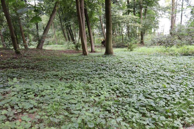 Zabytkowy park pod Lubawą zmienił się nie do poznania. Teraz wygląda jak z bajki