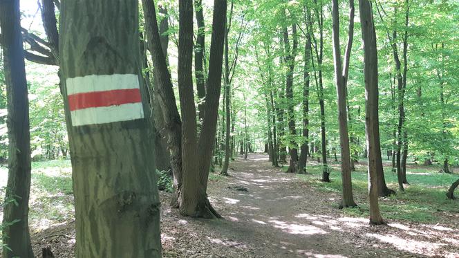 Nadeszła jesień - nie rezygnuj z aktywności pod chmurką. Gdzie najlepiej biegać?