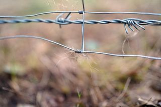 Podlaskie. Wataha wilków terroryzuje mieszkańców wioski. Zabijają zwierzęta, wchodzą na podwórko