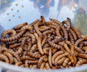 Polska firma wprowadza rewolucję w hodowli owadów
