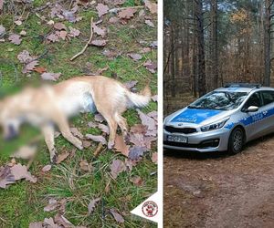 Makabryczne odkrycie w lesie koło Puław. Grzybiarze znaleźli dwa przywiązane do drzewa psy. Jeden był uduszony