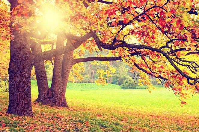 Jesień, liście, park, drzewa, las