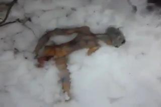 Znaleźli kosmitę na Syberii