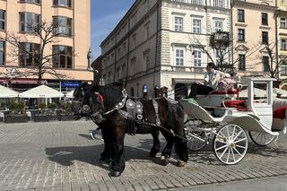 Dorożki konne na Rynku w Krakowie. Będą zmiany w godzinach postoju