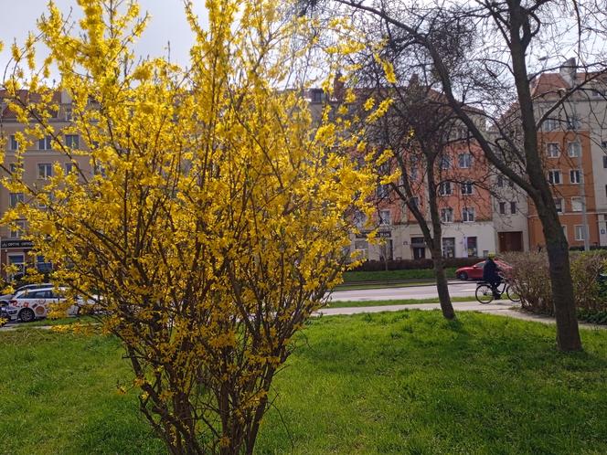 Wiosna w Gdańsku. Kwitną pierwsze drzewa i kwiaty. Zobaczcie nasze zdjęcia!