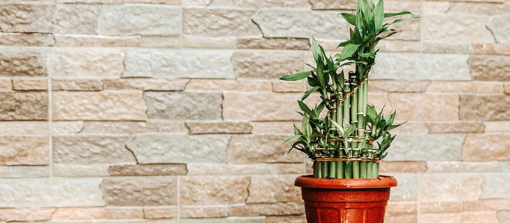 Dracena Sandera Lucky Bamboo