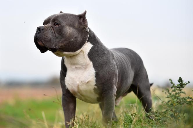 American Bully XL