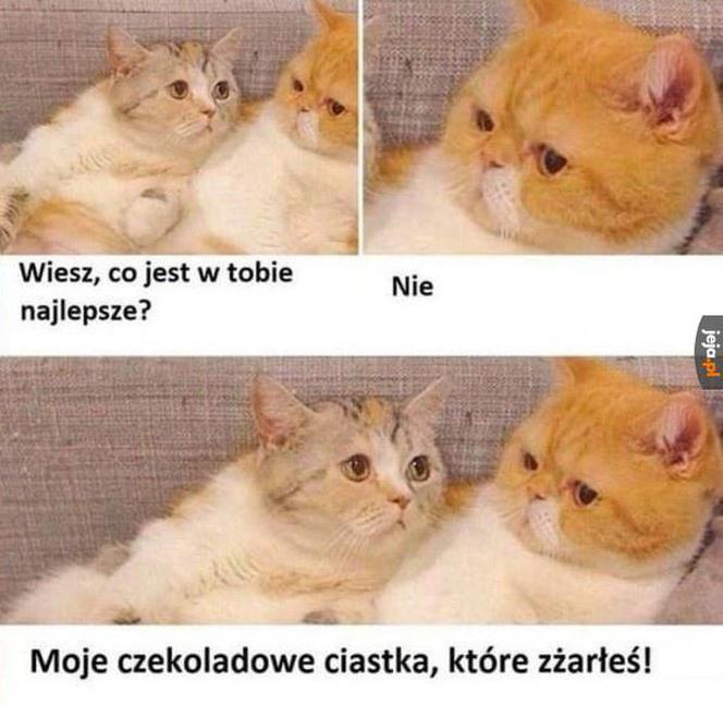 Dzień Kota 2020