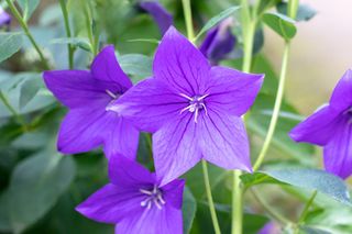 Rozwar wielkokwiatowy