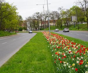 Dywan kwiatów na Gontyny