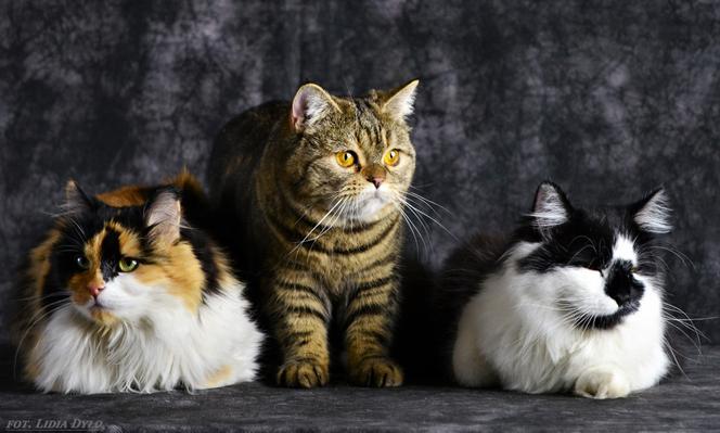 Fundacja Felineus zaprasza na sesje zdjęciowe z adoptowanymi pupilami