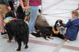Barwna parada psów w Tarnowie! Tyle słodziaków w jednym miejscu!