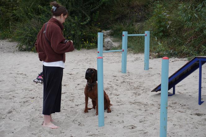 Jedyne takie miejsce na plażowej mapie Gdańska. Właściciele psów powinni o nim wiedzieć!