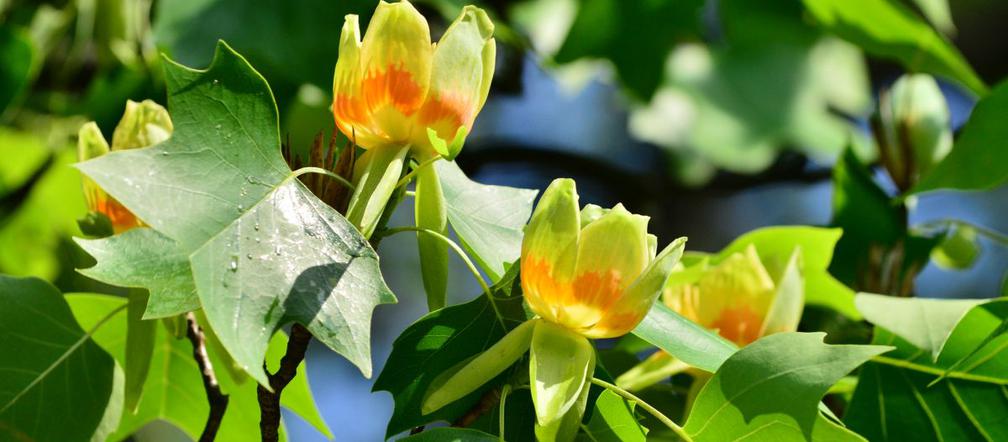 Tulipanowiec amerykański to piękne drzewo do ogrodu. Jak wygląda? Uprawa i zastosowanie tulipanowca - murator.pl