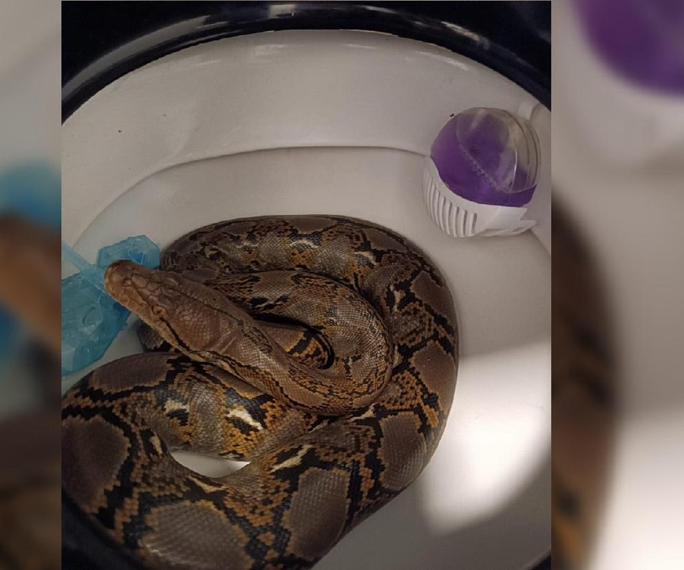 Mieszkanka Chorzowa znalazła ponad 2-metrowego węża w toalecie. Przeszedł kanalizacją od sąsiada