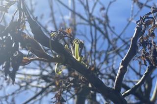 Przemarznięte orzechy włoskie wypuszczają już liście - zdjecia maj 2024