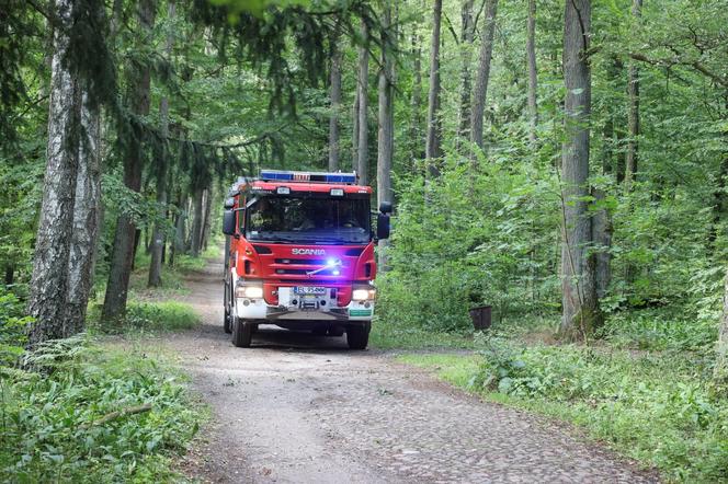 Kobieta przygnieciona przez drzewo 