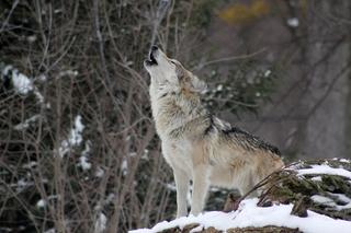 ​Uwaga na wilki - te coraz częściej pojawiają się w okolicach Grabowa nad Prosną