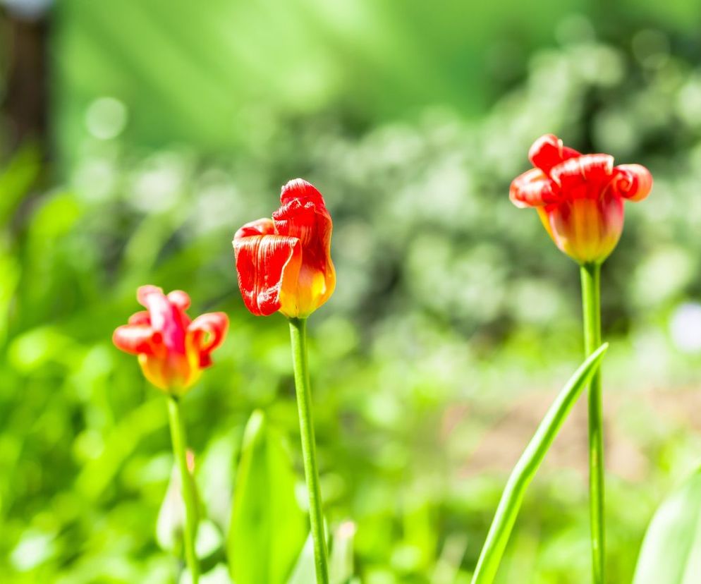tulipan