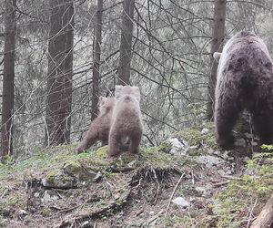 Niezwykłe nagranie fotopułapki z Tatr. Niedźwiedzica przyłapana z młodymi! TPN ostrzega turystów [WIDEO]