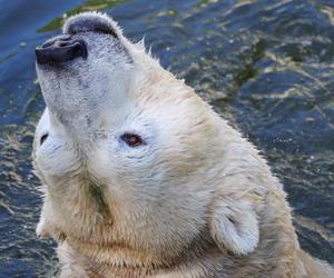 Niedźwiedzie polarne z Warszawskiego ZOO