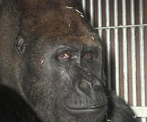 Goryli amant wyruszył na randkę życia. Bwana założy rodzinę w Szwajcarii. „Będziemy tęsknić”