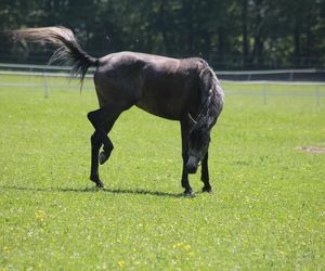 Koń zrujnował życie 16-letniej Klaudii. Mama: Cudem udało się ją uratować
