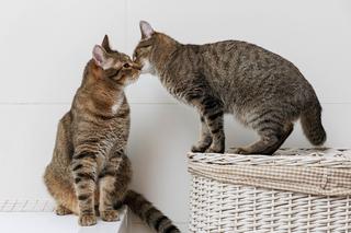 Superia i Expreś szukają domu