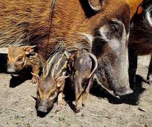 W śląskim ZOO na świat przyszły trzy świnie rzeczne