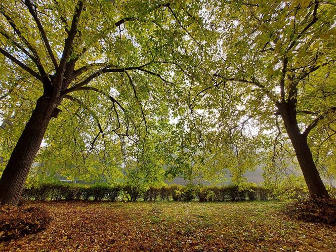Zamojski Park jesienią
