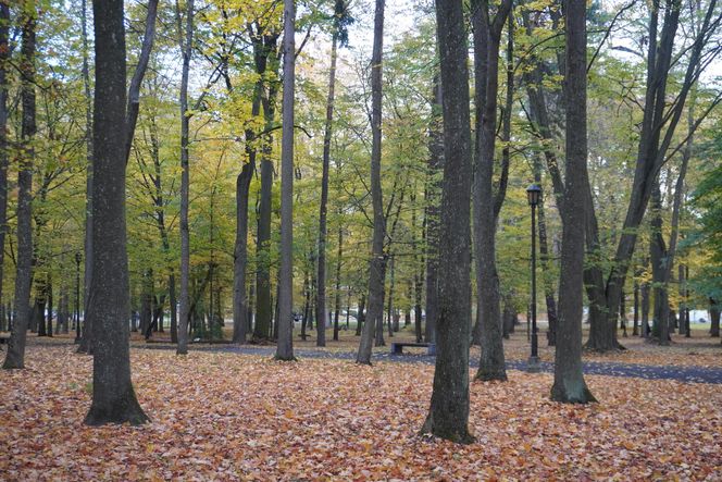 Park Lubomirskich w Białymstoku jesienią 