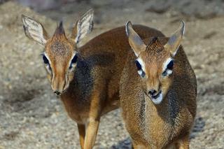 We wrocławskim zoo urodził się mały dikdik