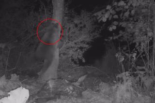 Scena jak z horroru w Cisnej: Niedźwiedź w panice uciekł na drzewo. Co tam się wydarzyło?! [WIDEO]
